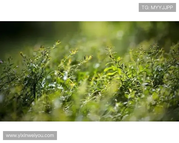 高尚之心照亮人生旅程追求真善美的精神力量与实践探索